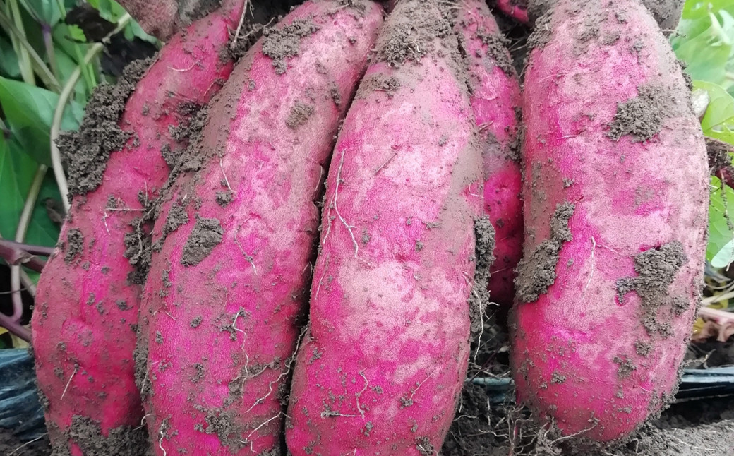 紅はるか 約5kg さつまいも サツマイモ 野菜 いも【2026年2月上旬～6月下旬発送予定】