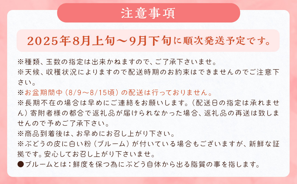数量限定 よらん野 特選梨とぶどうセット(品種おまかせ)