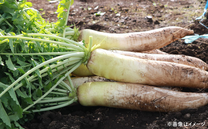 厚切り 切干大根