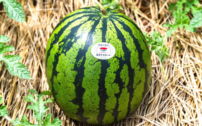 西海 大玉 スイカ すいか