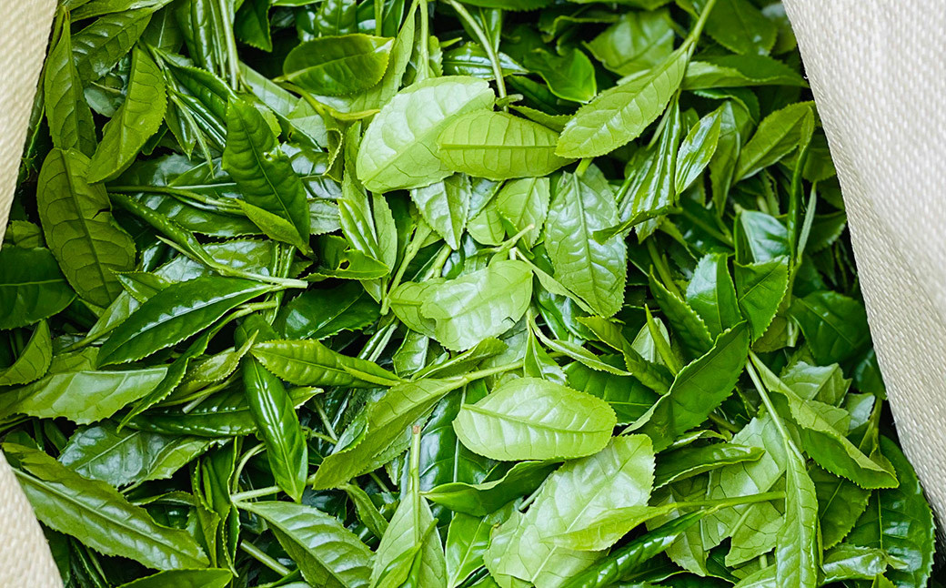 「大抜茶」新茶3種【為近農園 釜炒り茶(25g)・コハマ農園 緑茶(60g)・ 山本製茶園 玉緑茶(50g)】