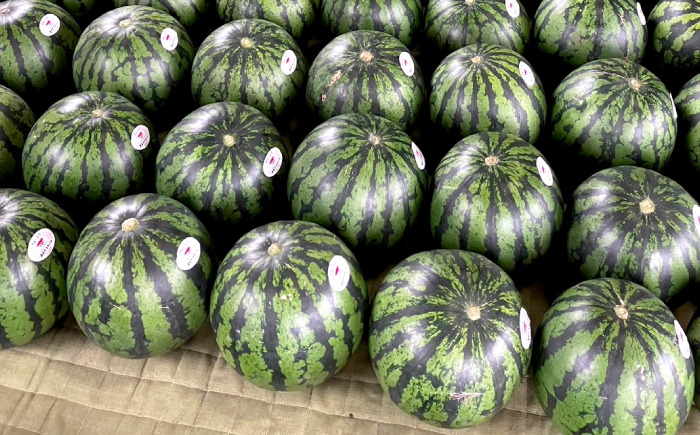 西海 大玉 スイカ すいか