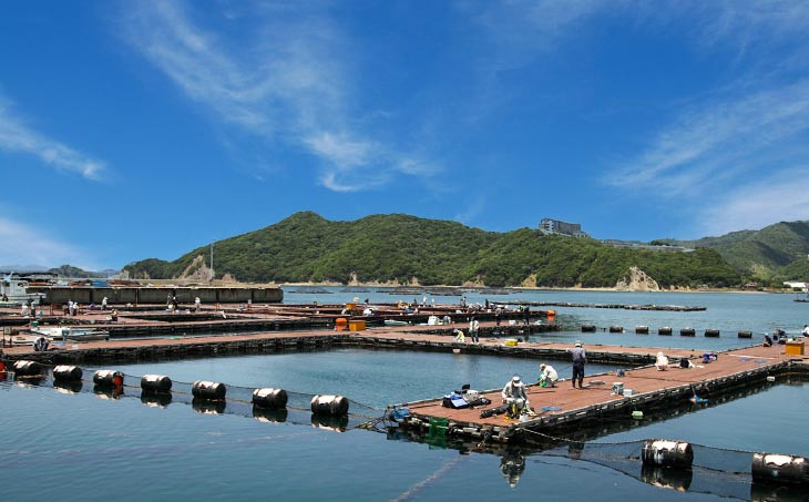 海上釣堀「一般・イカダコース」（6時間釣り放題）