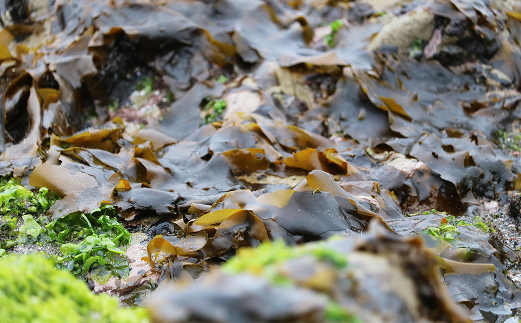 冬の時期に岩場に張り付き成長する海藻で、板海苔のように水洗いをして天日で干し上げます。