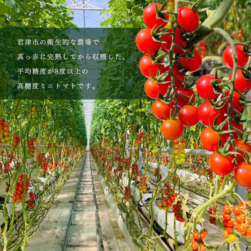 衛生的な農場で育てられた高糖度ミニトマト。