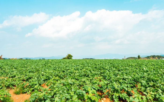 長崎 西海 じゃがいも