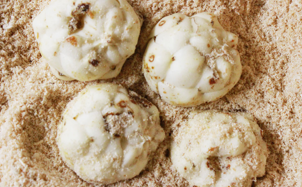 北海道深川市産 ゆり根（Lサイズ） 約2kg