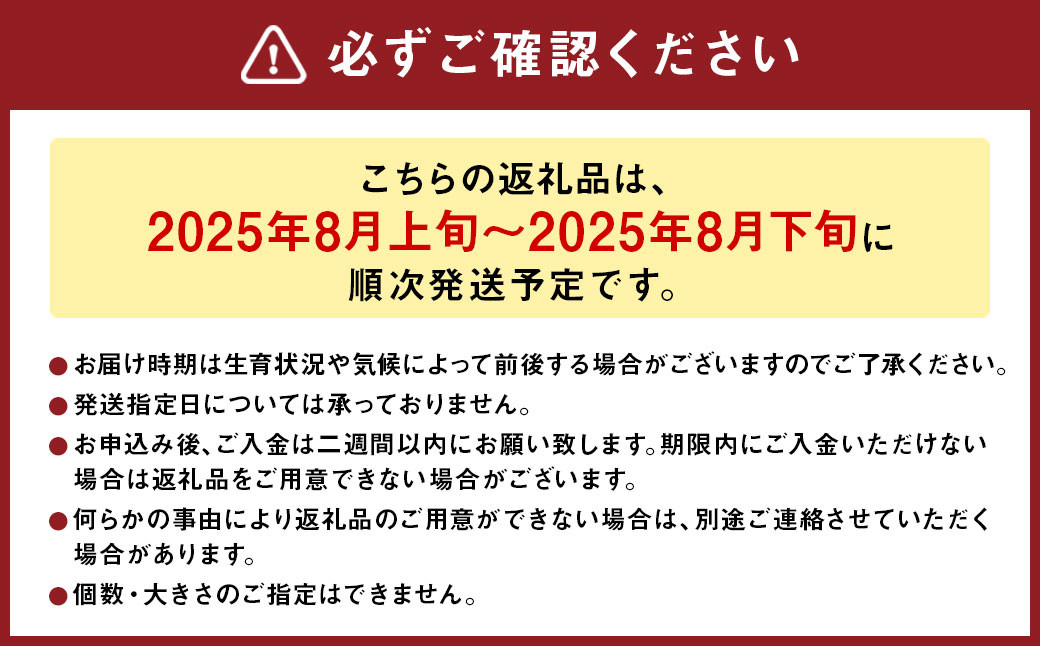 ホワイトコーン （雪の妖精） M・Lサイズ 12～15本入り