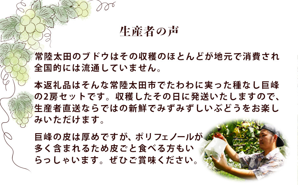 ぶどう 巨峰 葡萄 種なし グレープ 果物 フルーツ 甘い おいしい 旬 農家直送