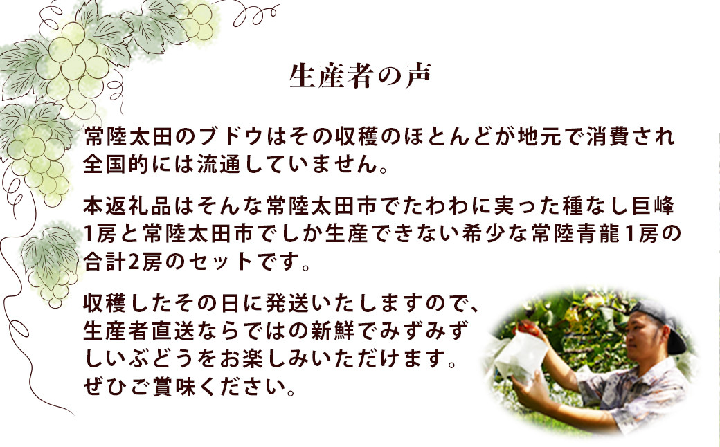 ぶどう 巨峰 葡萄 種なし グレープ 希少 常陸青龍 オリジナル品種 果物 フルーツ 甘い おいしい 旬