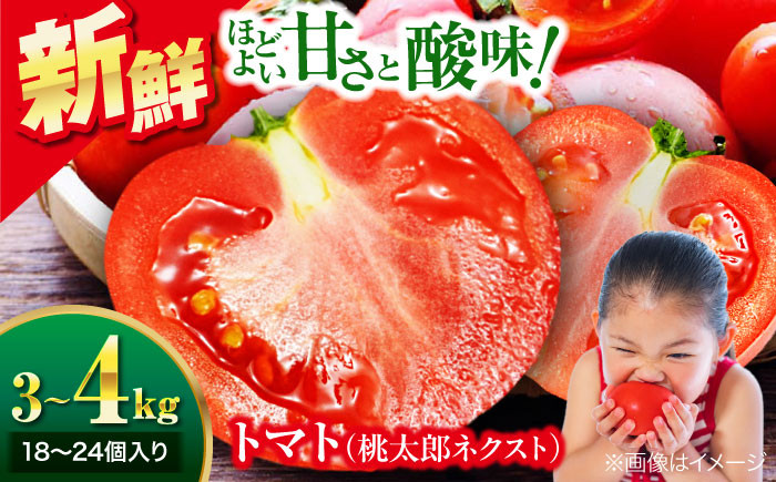 トマト とまと 大玉トマト 桃太郎 桃太郎ネクスト 野菜 やさい 春夏野菜 パスタ トマトジュース ジャム ハウス栽培 リコピン