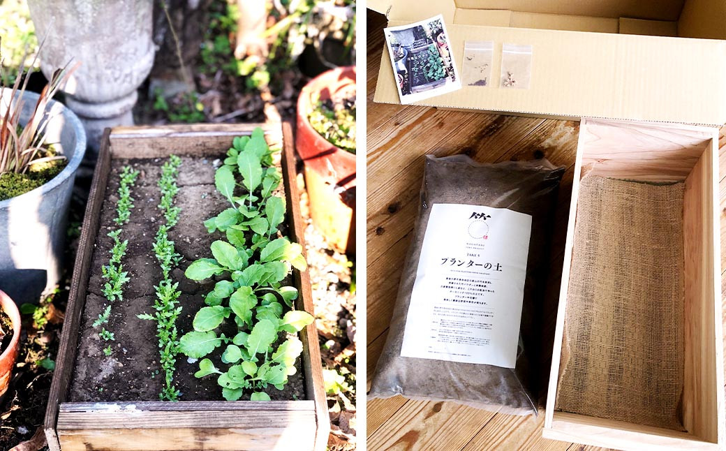 095-715 木製プランター菜園キット~元気なタネと土のコンテナガーデンキット~ ガーデニング