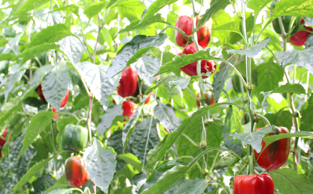 【隔月2回定期便】 大分県 九重町産 温泉パプリカ 計約10kg（約5kg×2回）