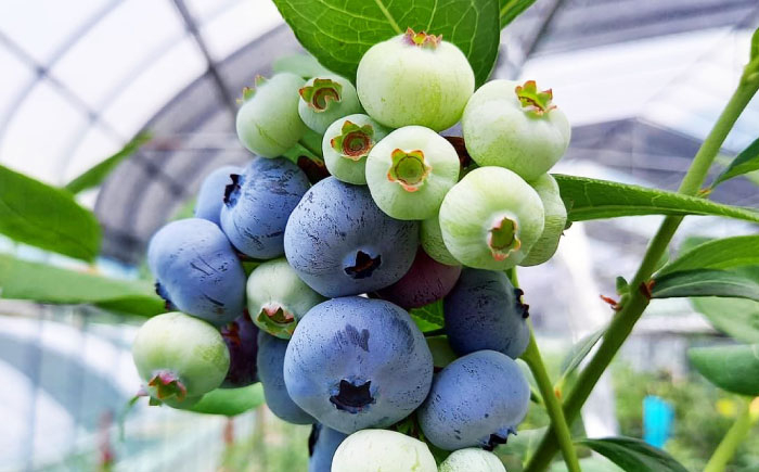 ブルーベリー ぶるーべりー ベリー 果物 くだもの フルーツ