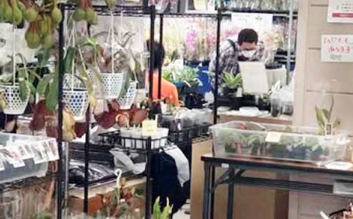 植物 多肉植物 レア セット 珍しい 中級者 上級者 コレクション 観葉植物