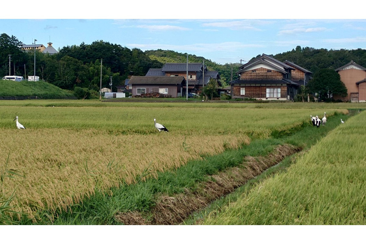 水がきれいで生き物が豊かな水田にはコウノトリが飛来します。