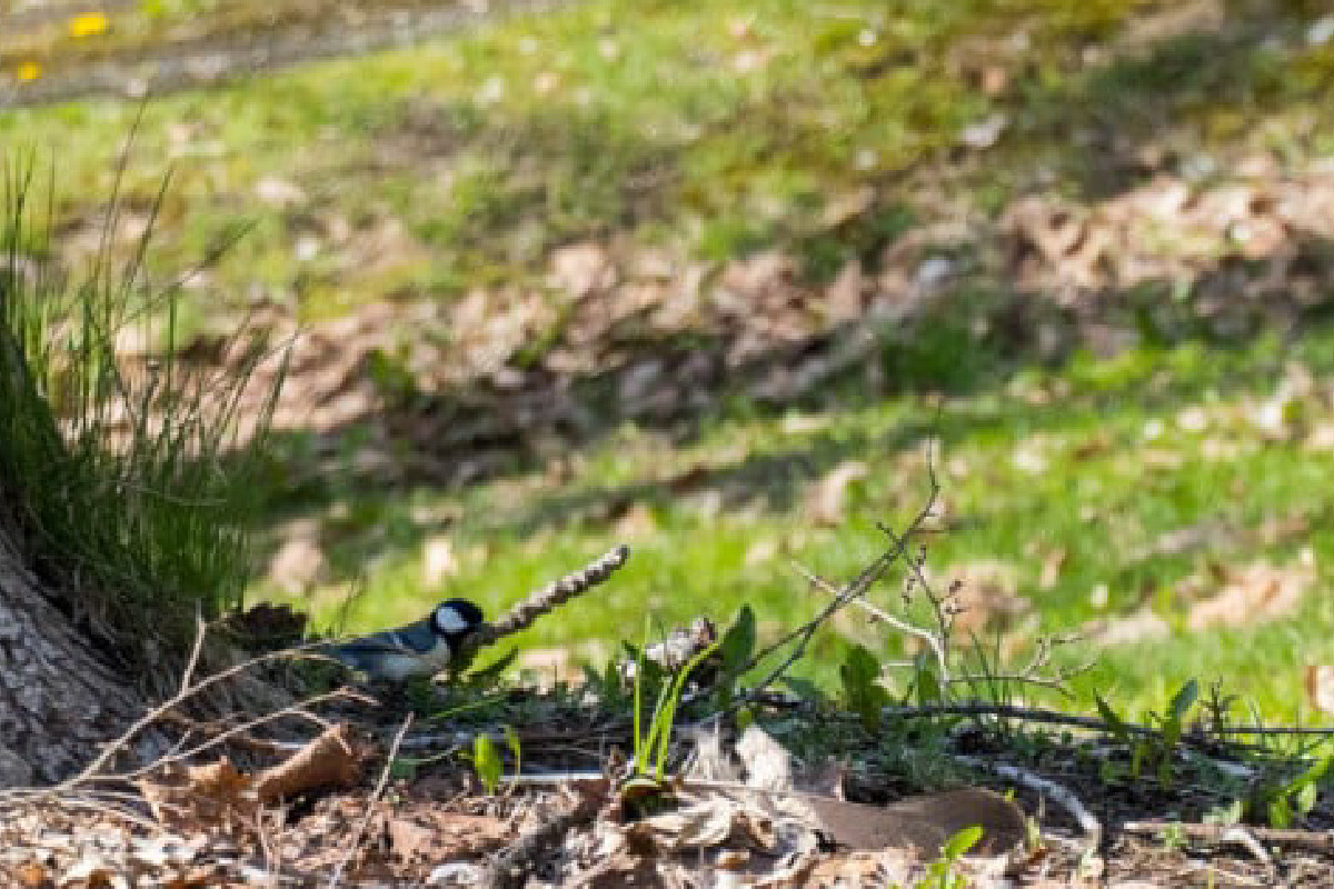 小鳥のさえずりが聞こえてきます。