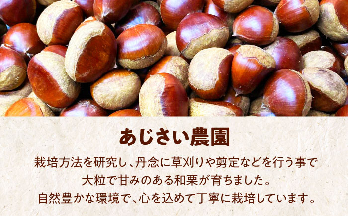 食品 果物 フルーツ 栗 くり クリ 和栗 生栗 むき栗 大粒 お菓子  和菓子  おやつ 料理 甘露煮 栗きんとん 栗ごはん