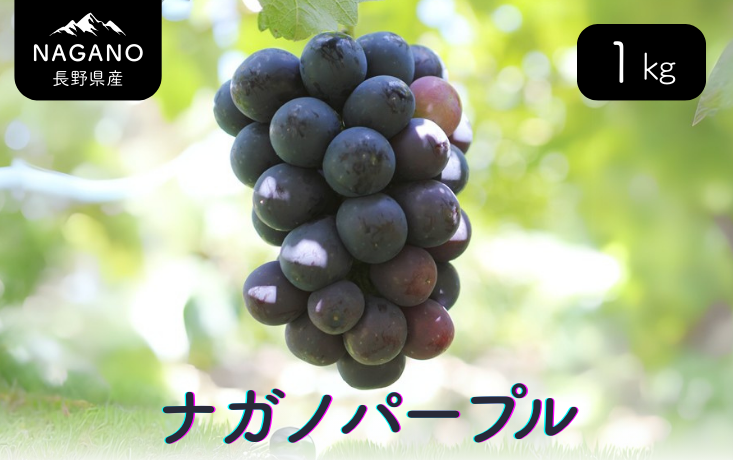 ナガノパープル 約1kg（1～3房）