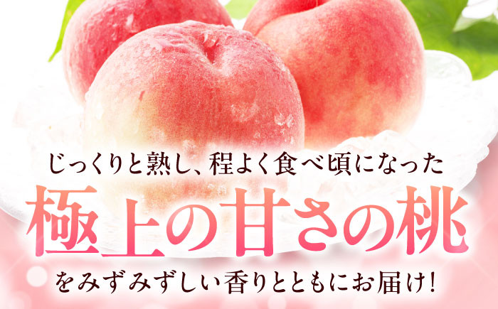 桃 もも モモ ピーチ 果物 果実 フルーツ 果樹 贈答用 ジャム コンポート 白桃 水蜜 あかつき なつおとめ デザート