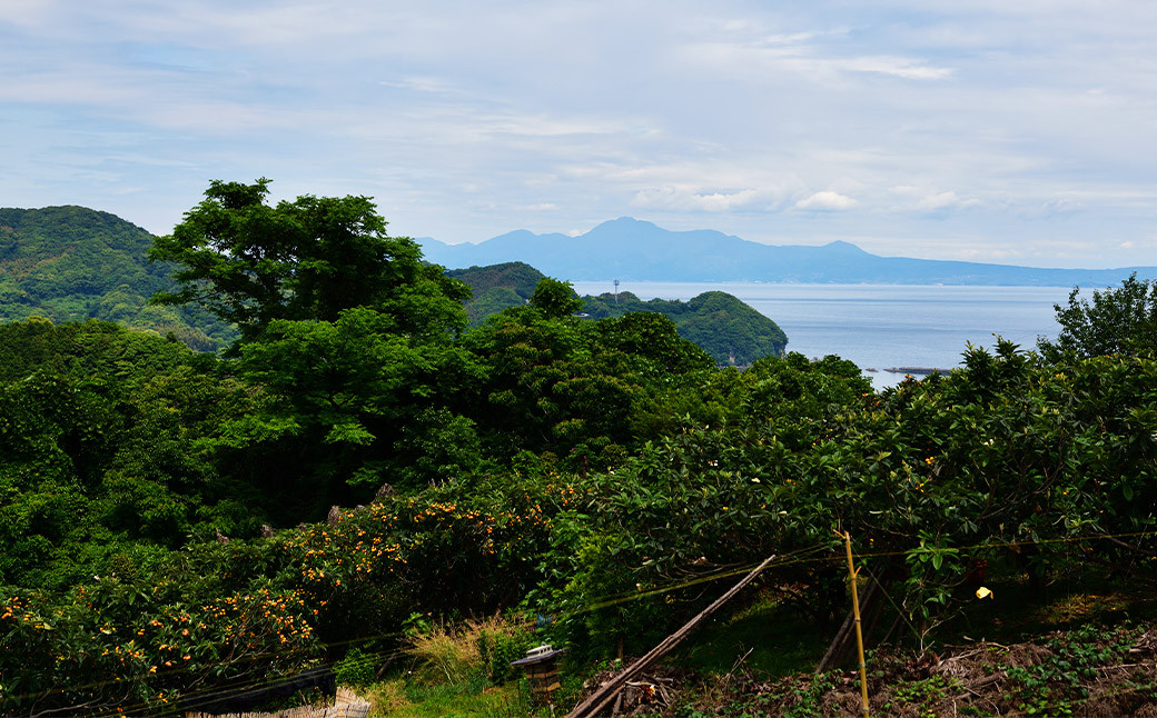 【訳あり】長崎産 茂木びわ「なつたより」2L（12粒入り）