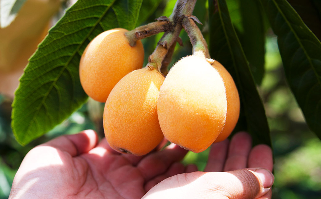 長崎 茂木びわ 『なつたより』 3L 計8玉