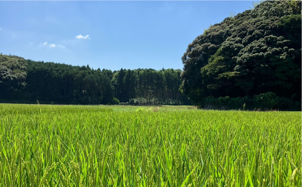 福岡県ブランド米「夢つくし」15kg