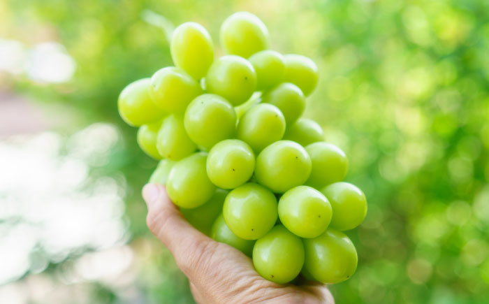  シャインマスカット しゃいんますかっと マスカット ますかっと