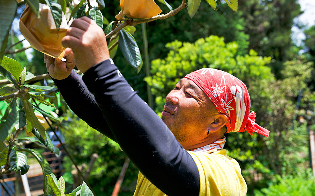 長崎 茂木びわ 『なつたより』 2L 計12玉