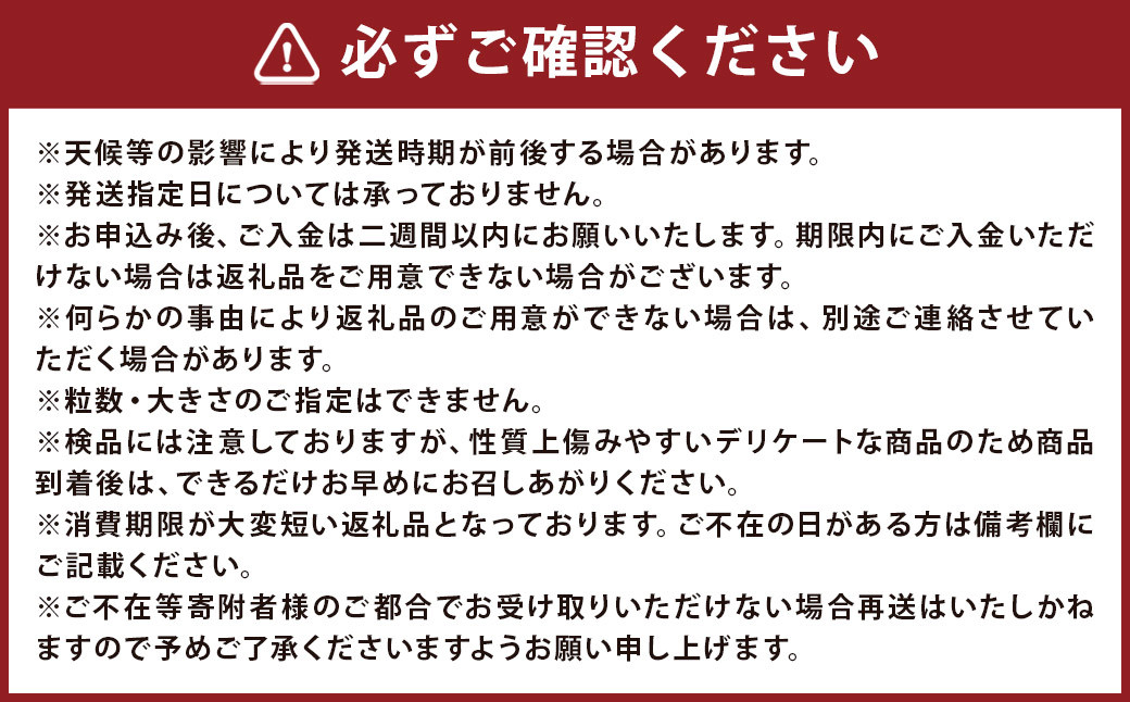 長崎 茂木びわ 『なつたより』 2L 計12玉