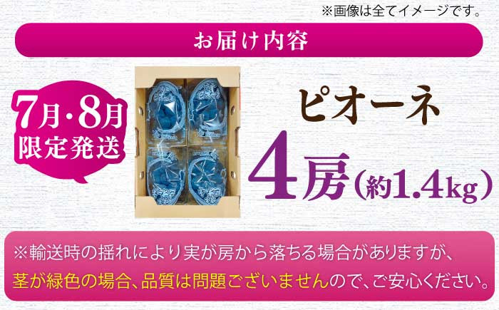 ぴおーね4房。ぶどう 葡萄 ブドウ