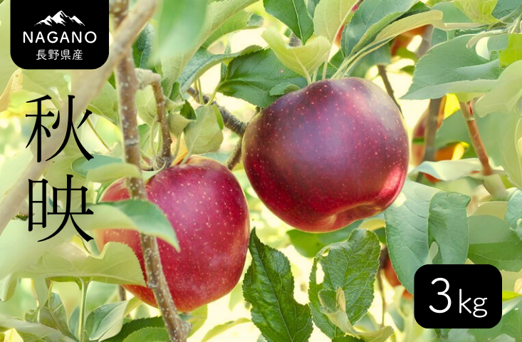 秋映 3kg（6～12玉）