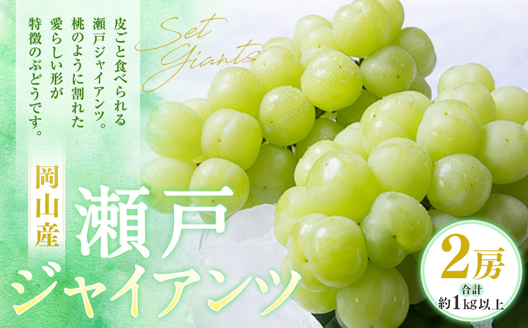 瀬戸ジャイアンツ 2房（1房480g以上） 合計約1kg 化粧箱入り