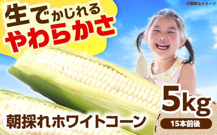 【6月以降発送予定】朝採れとうもろこし ホワイトコーン 5kg/15本前後 