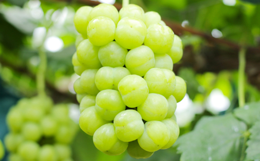 瀬戸ジャイアンツ 2房（1房480g以上） 合計約1kg 化粧箱入り