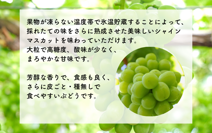 ≪南信州産≫エメラルドグリーンに輝く大粒の シャインマスカット をお届けします！