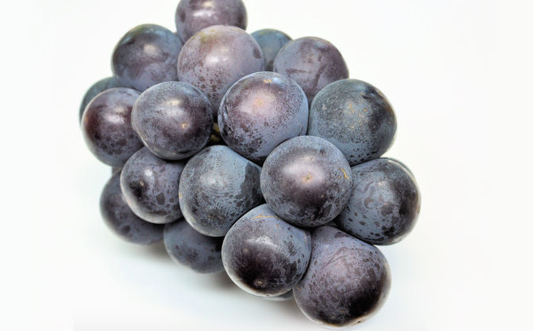 オーロラブラック 2房(1房480g以上) 化粧箱入り