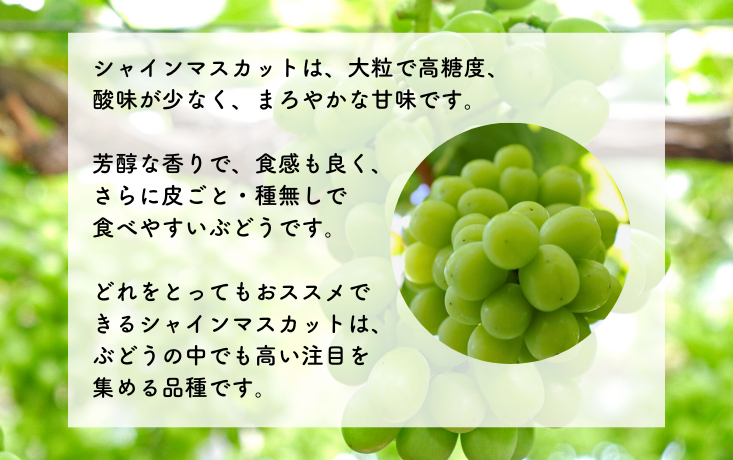 エメラルドグリーンに輝く大粒の「シャインマスカット」をお届けします！