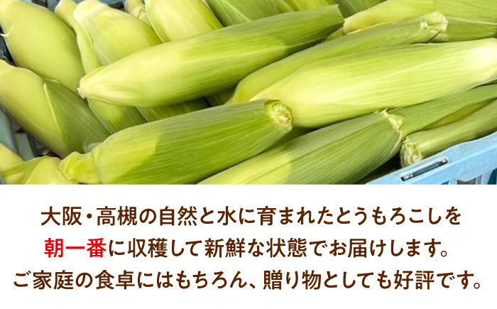 【6月以降発送予定】朝採れとうもろこし スイートコーン 5kg/15本前後