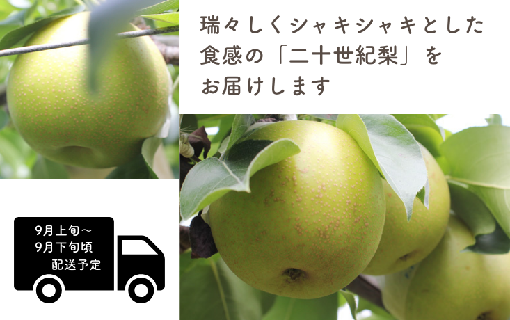 瑞々しくシャキシャキとした食感の二十世紀梨 をお届けします！