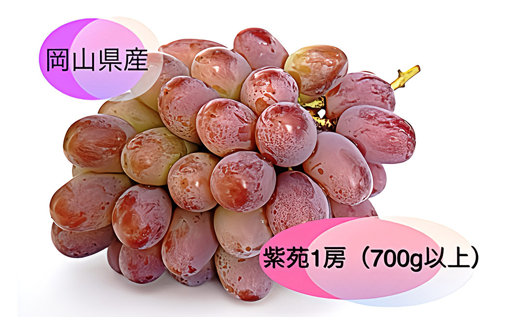 紫苑 1房（700g以上） 化粧箱入り
