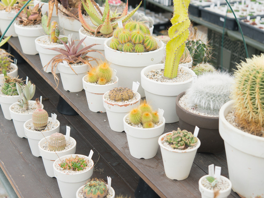 ハウス内の様子