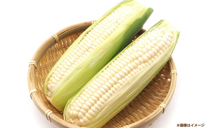 【6月以降発送予定】朝採れとうもろこし ホワイトコーン 5kg/15本前後 