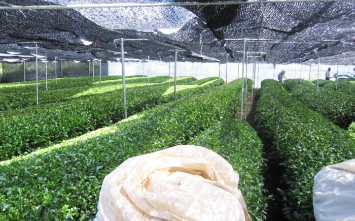 【全3回定期便】お茶 水出し緑茶（5ｇ×15P）3袋 ティーバッグ 国産 急須 冷茶 日本茶 煎茶