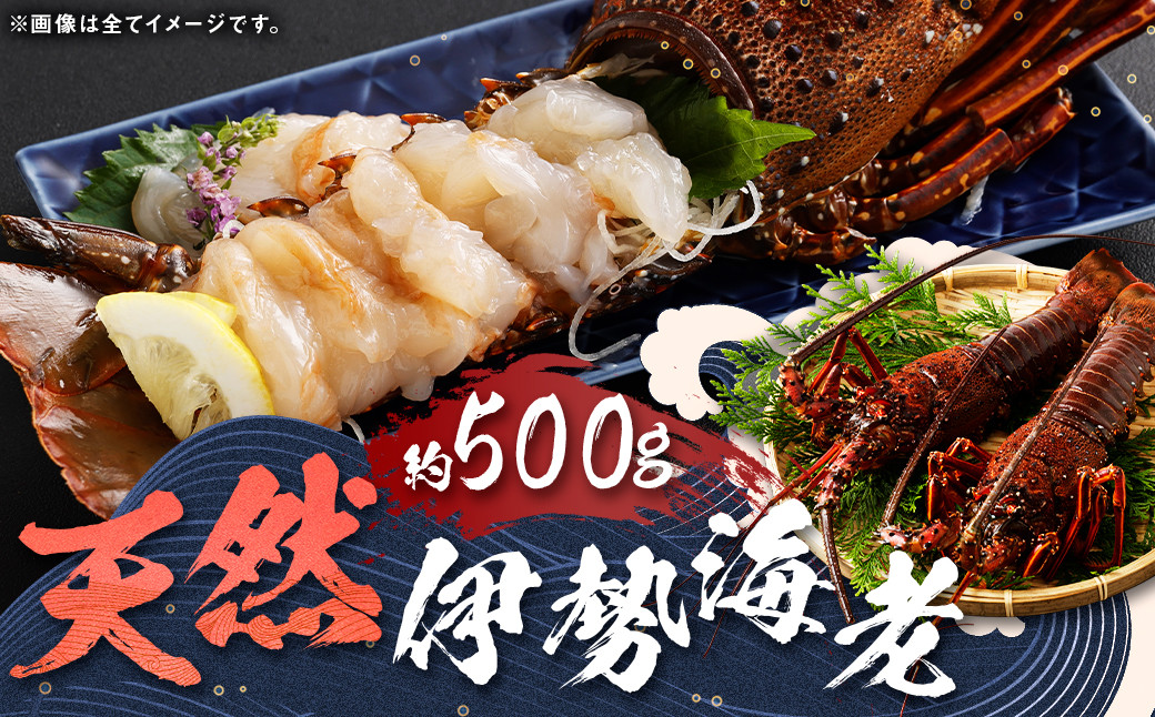  長崎の海で獲れた『天然伊勢海老』 約500g 