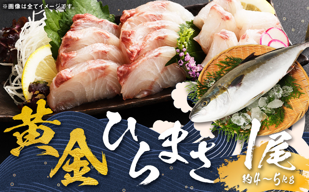 【指定日必須】黄金ひらまさ(養殖ひらまさ・1尾 約4kg～5kg)