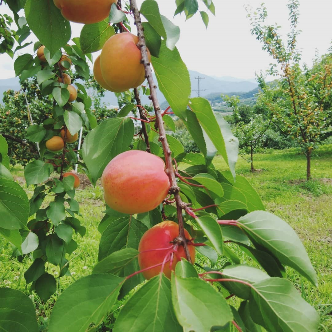 あんず ハーコット 生食用 約2kg