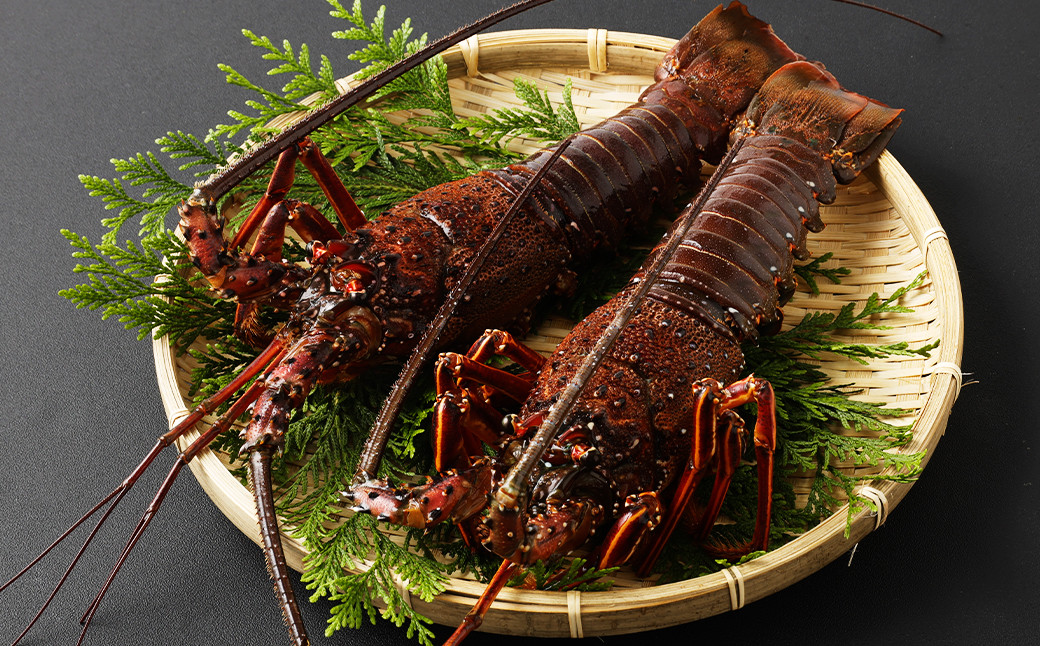  長崎の海で獲れた『天然伊勢海老』 約500g 