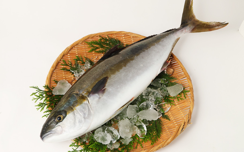 【指定日必須】黄金ひらまさ(養殖ひらまさ・1尾 約4kg～5kg)