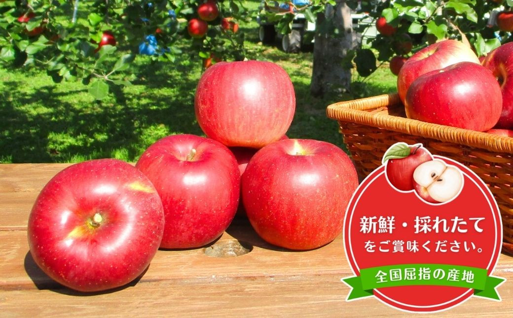 訳あり りんご 園主におまかせ 詰合せ 計約3kg（8~11玉）